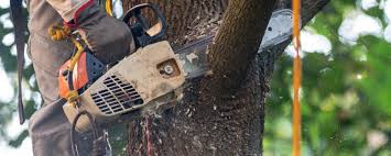 How Our Tree Care Process Works  in  Seminole, TX