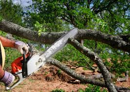 Best Tree Cabling and Bracing  in Seminole, TX