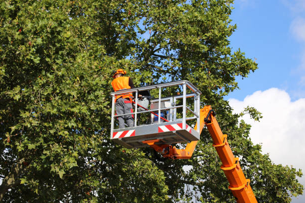 Best Tree Removal  in Seminole, TX