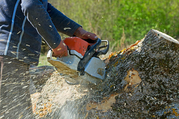 Best Commercial Tree Services  in Seminole, TX
