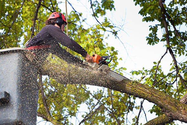 Best Tree and Shrub Care  in Seminole, TX